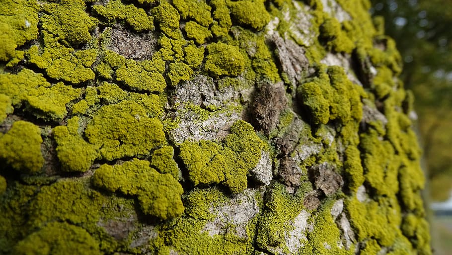 tree bark, tribe, tree trunk, nature, forest, autumn, old wood HD wallpaper