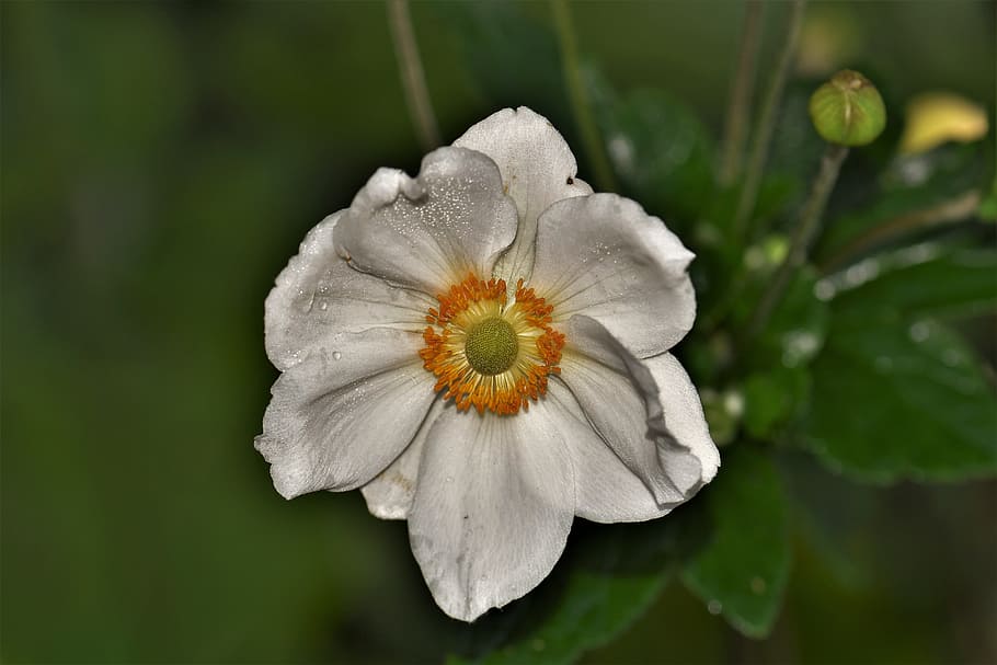 flower, blossom, bloom, white, anemone, nature, plant, close HD wallpaper