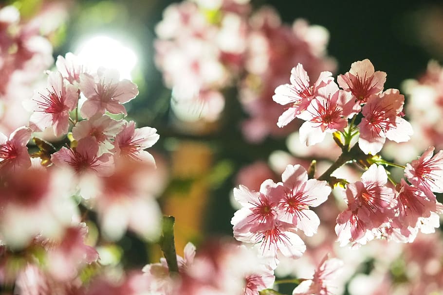 spring, cherry blossoms, night, taiwan, 燈, taipei, flowering plant HD wallpaper