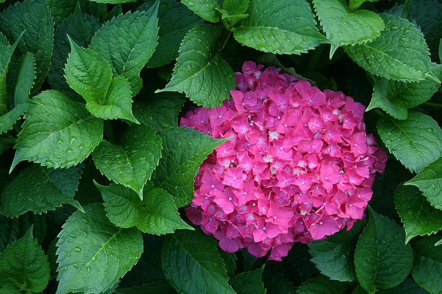 hydrangea, flower, pink, nature, summer, leaf, plant, purple HD wallpaper
