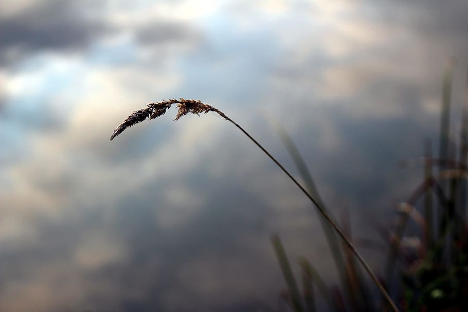Halm, Grass, Water, Nature, Close, autumn, sky, mirroring, mood HD wallpaper