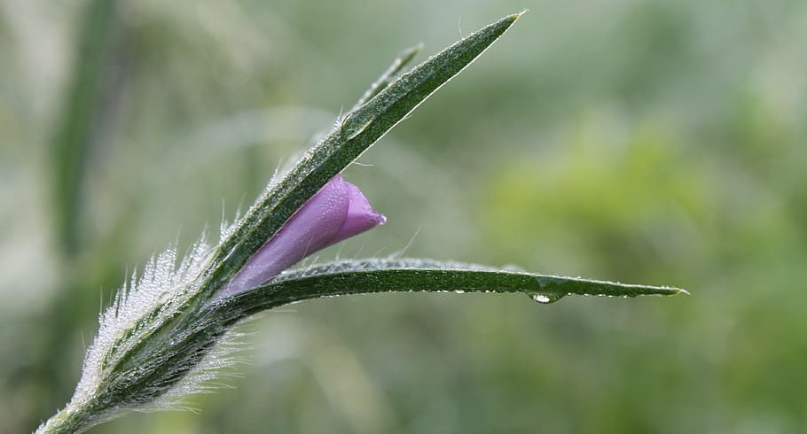 purple petaled flower, wildflower, macro, blossom, bloom, inflorescence HD wallpaper