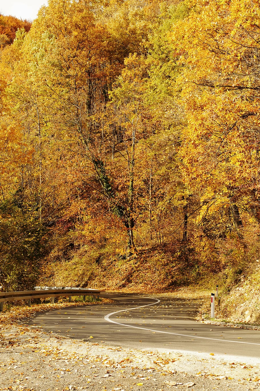 empty, road, autumn, fall, bosnia, asphalt, travel, landscape HD wallpaper