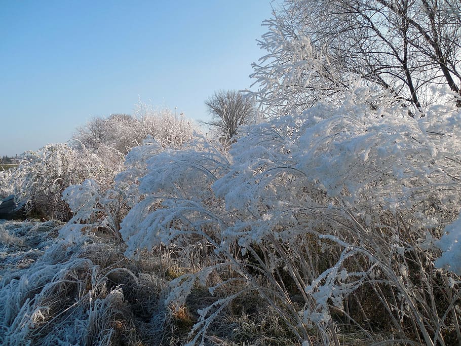 winter, wintry, december, winter bushes, frost, cold, shrubs HD wallpaper