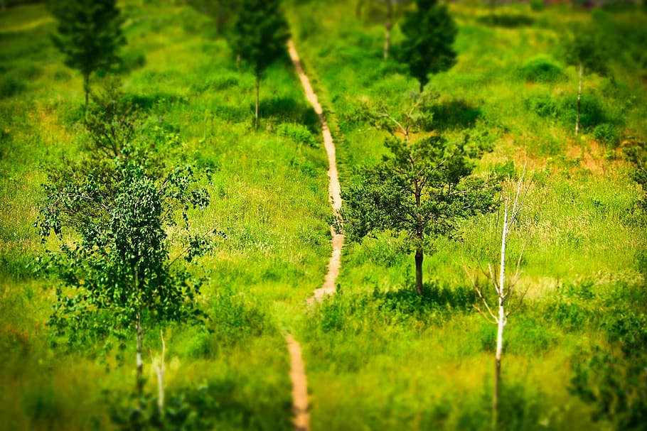 green trees and grasses during daytime, away, landscape, park HD wallpaper