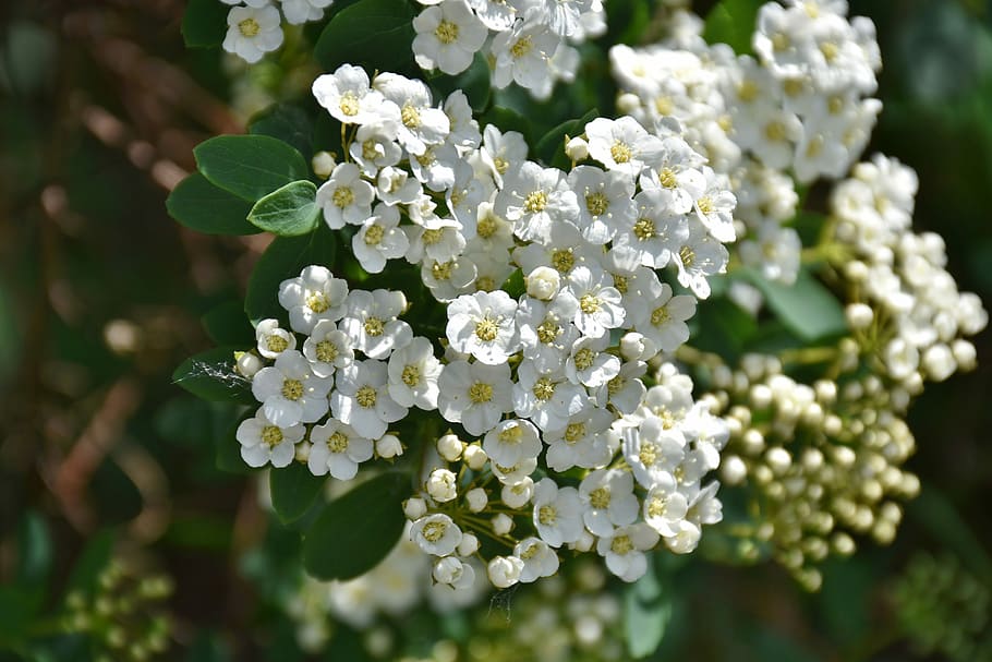 focused white petaled flowers, nature, plant, leaf, tree, garden HD wallpaper
