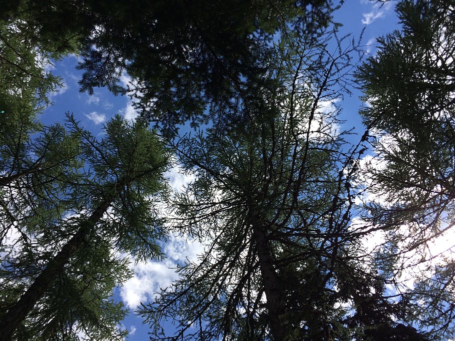 trees, sky, nature, plant, low angle view, growth, beauty in nature HD wallpaper