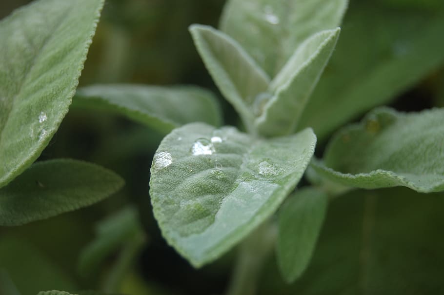 drops, herbs, sage, leaf, plant part, growth, beauty in nature HD wallpaper