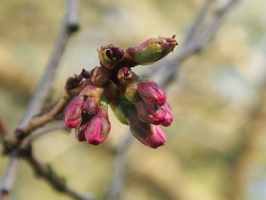 flower, tree, bud, japanese cherry, plant, growth, close-up HD wallpaper