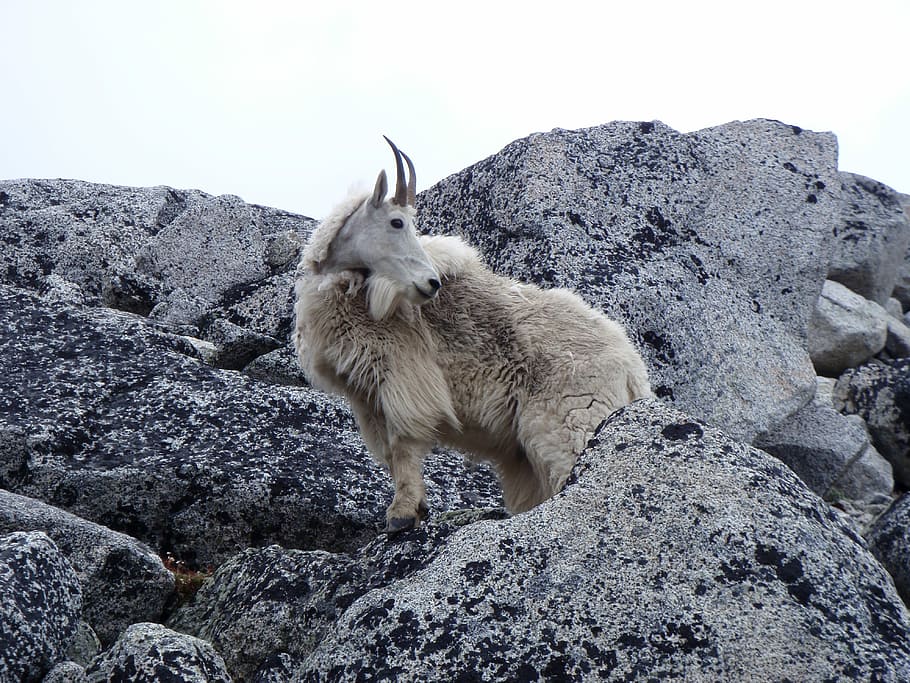 Mountain, Goat, Cascades, one animal, rock - object, animal wildlife HD wallpaper