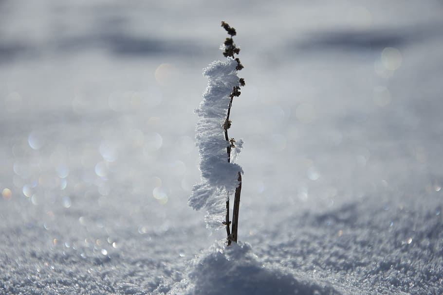 Snow, Gloss, Lights, Cold, White, Winter, landscape, snowy HD wallpaper