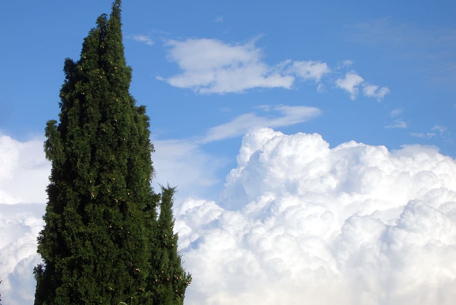 clouds, sky, trees, cloud - sky, plant, nature, green color HD wallpaper