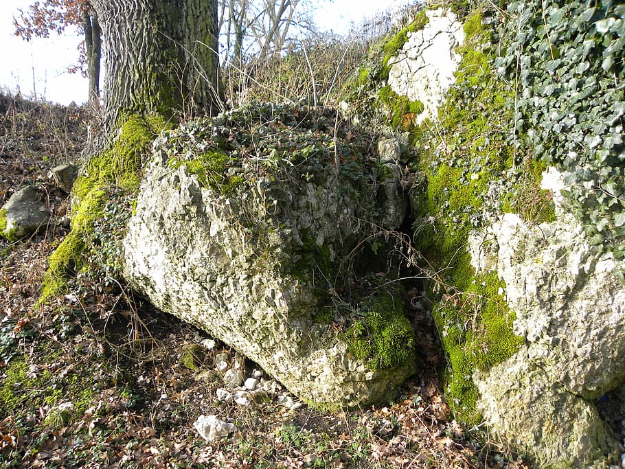 rock, moss, nature, plant, tree, day, no people, solid, growth HD wallpaper