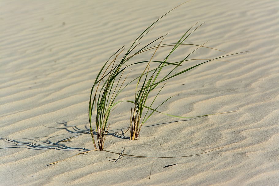 grass on sand, green, nature, desert, sway, patterns, squiggly HD wallpaper