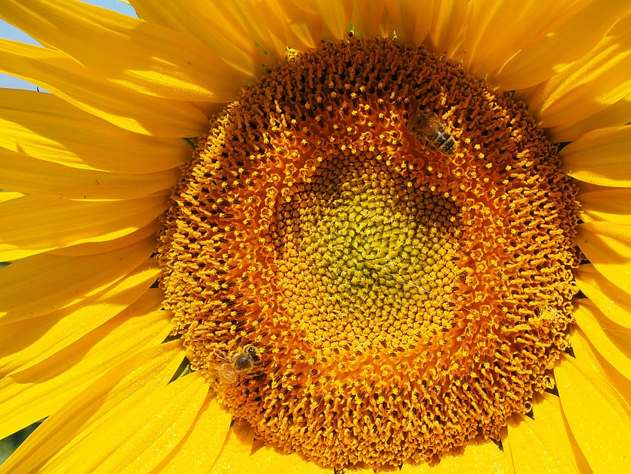 sun flower, bee, blossom, bloom, nectar, inflorescence, flower basket HD wallpaper