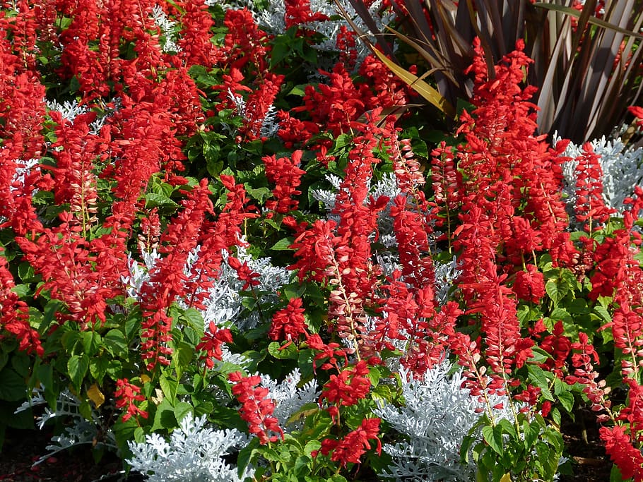 red, celosia, flower, bed, garden, bloom, blossom, fresh, flora HD wallpaper