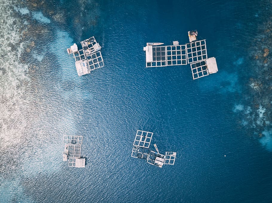 aerial photography of body of water, sea, ocean, fish, grid HD wallpaper