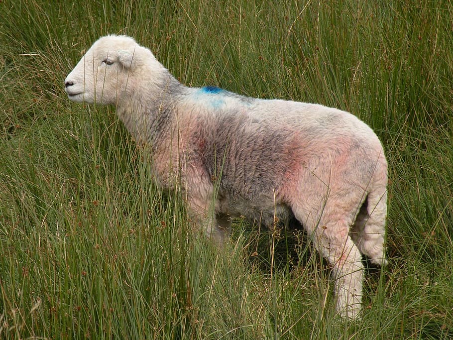 sheep, field, lamb, meadow, grass, livestock, farmland, countryside HD wallpaper