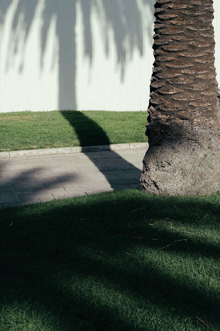 person near tree, green grass lawn, sunlight, shadow, wall, path HD wallpaper
