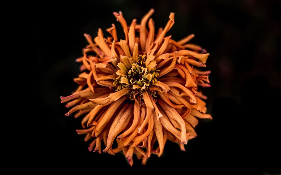 black, dark, dry, petal, flower, flowering plant, freshness HD wallpaper