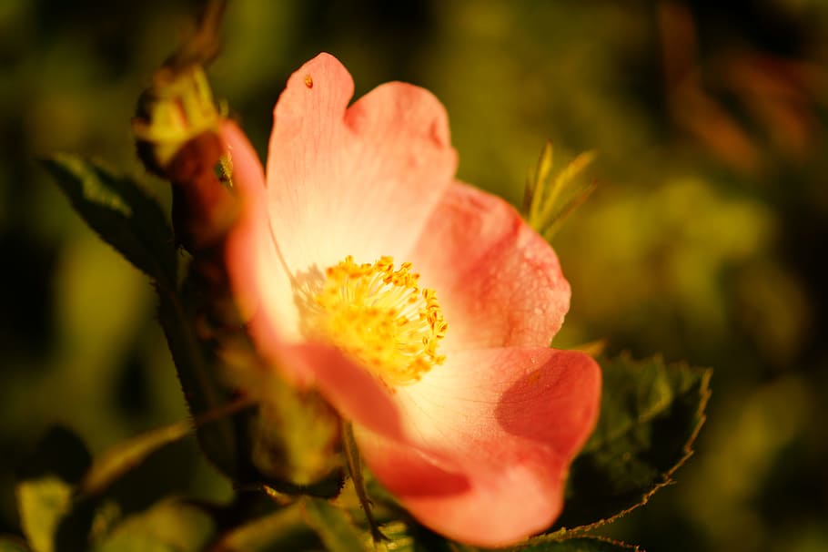 nature, summer, garden, petals, beautiful, bloom, blooming, blossom HD wallpaper