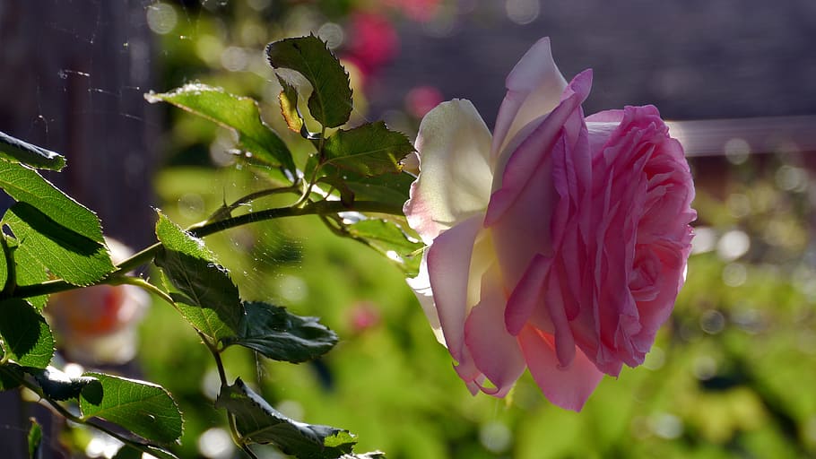 flower, nature, rose, flowering plant, freshness, beauty in nature HD wallpaper