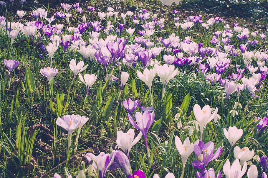 Flower, Crocus, Spring, Nature, Season, plant, garden, blossom HD wallpaper