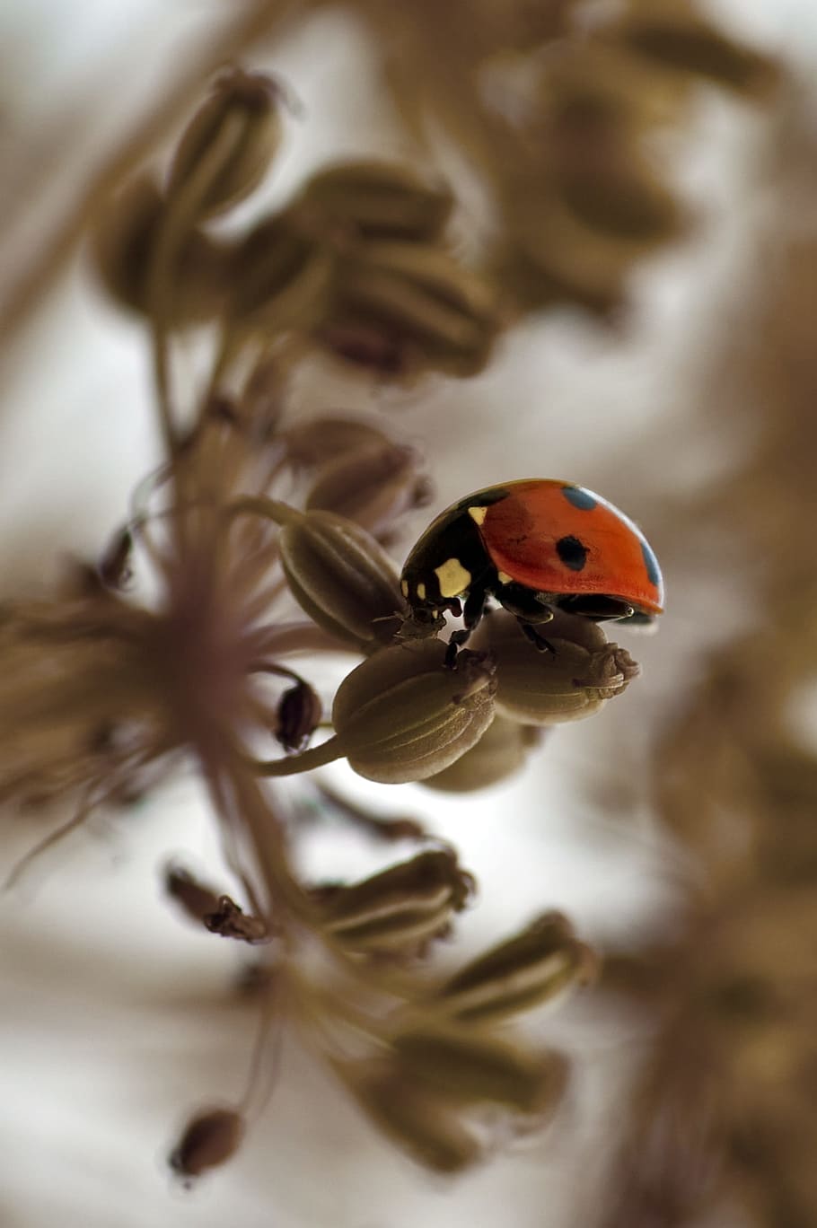 ladybird, red, ladybug, insect, nature, macro, seeds, brown HD wallpaper