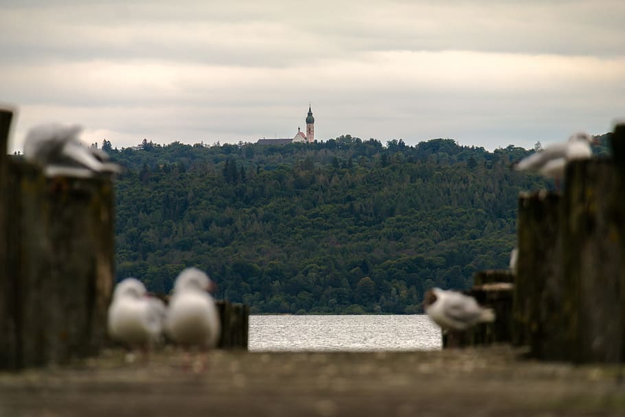 Gulls, Web, Lake, Monastery, andechs monastery, ammersee, jetty HD wallpaper