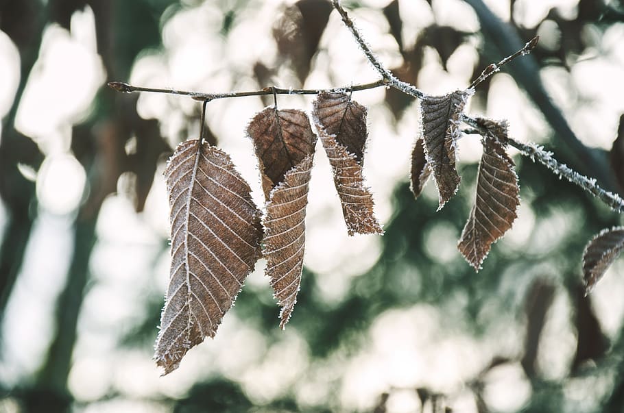 leaves, winter, cold, ice, trees, nature, focus on foreground HD wallpaper
