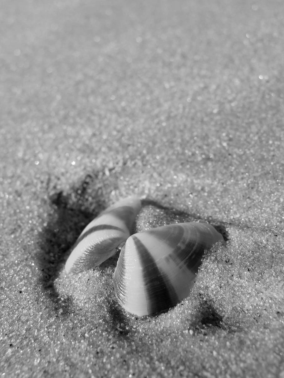 shell, sea, summer, travel, sand, sea shell, vacation, holiday HD wallpaper