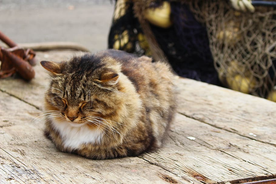 cat on table, sleeping, outdoor, relaxed, comfort, adorable HD wallpaper