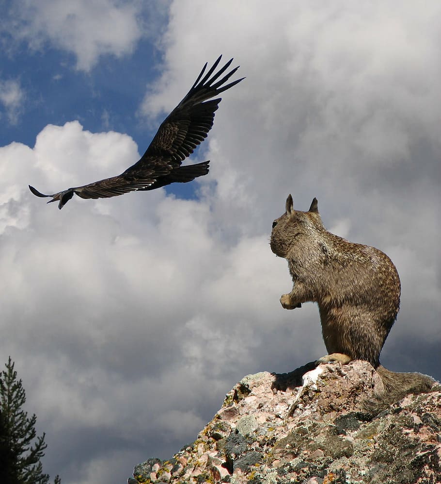 black bird and brown squirrel, danger, california condor, bird of prey, HD wallpaper
