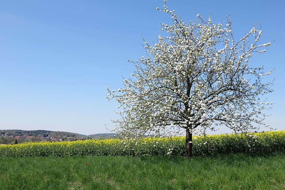 trees in the middle of green grasses, landscape, spring, nature HD wallpaper