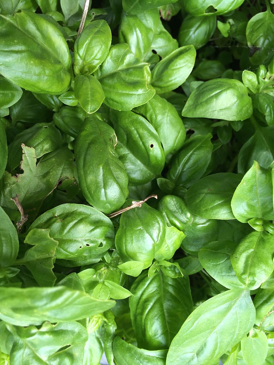 HD wallpaper basil herbs green background leaf green Color