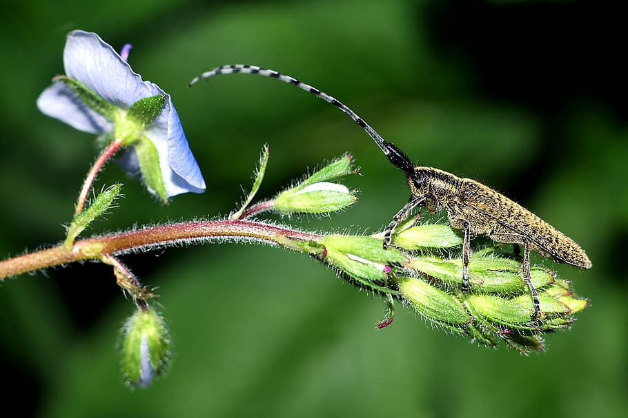 insect, plant, macro, flower, closeup, animal wildlife, animals in the wild HD wallpaper