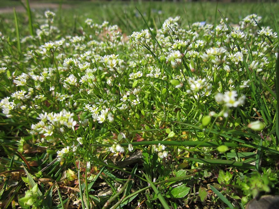 Draba Verna, Spring Draba, shadflower, nailwort, common whitlowgrass, HD wallpaper