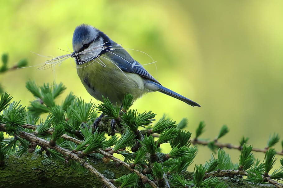 selective focus photo of green and gray bird on green tree HD wallpaper