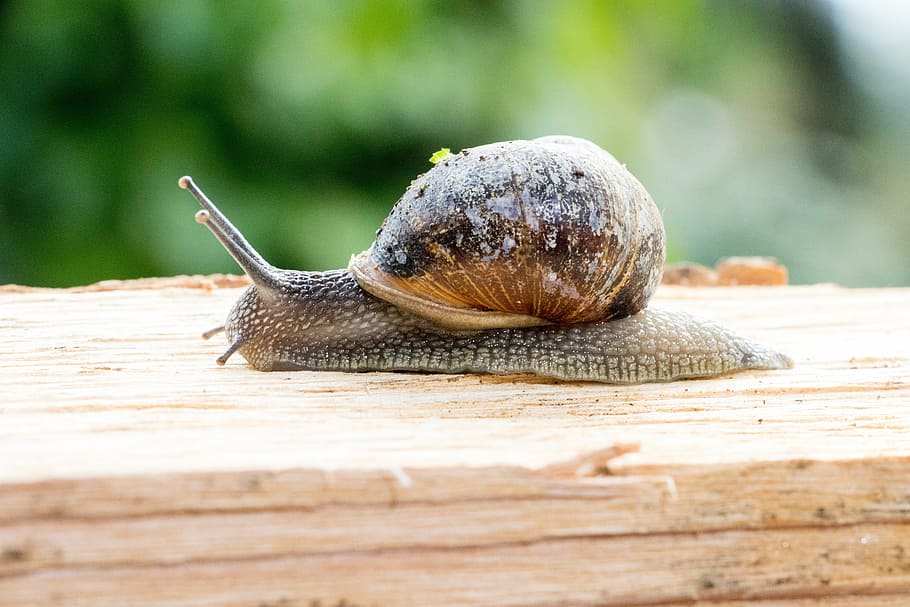 snail, mollusk, shell, crawl, nature, animal, one animal, animal themes HD wallpaper