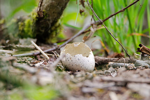 nature, wood, leaf, tree, small, moss, mushroom, grass, animal world HD wallpaper