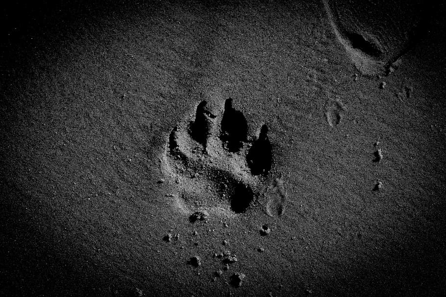HD wallpaper: animal paw print, dog paw, sand, beach, pet, canine, land,  high angle view | Wallpaper Flare