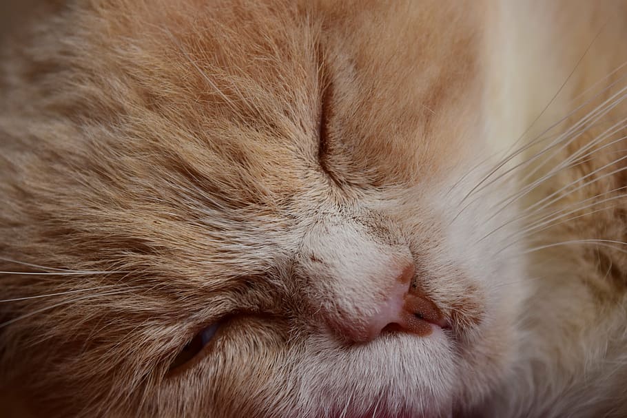 cat, sleeping, tired, slow, head, close, satisfied, sure, relaxed HD wallpaper