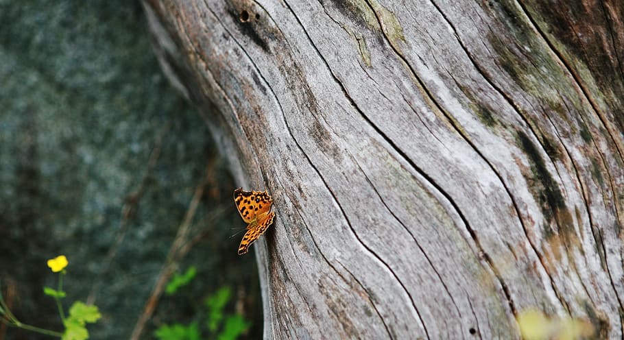 tree, tree trunk, wood, forest, butterfly, insect, wing, wildlife HD wallpaper
