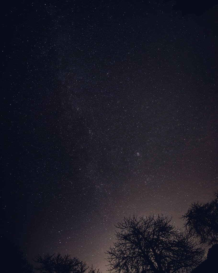Fisheye Sky, trees under black sky during nighttime, planet, galaxy HD wallpaper