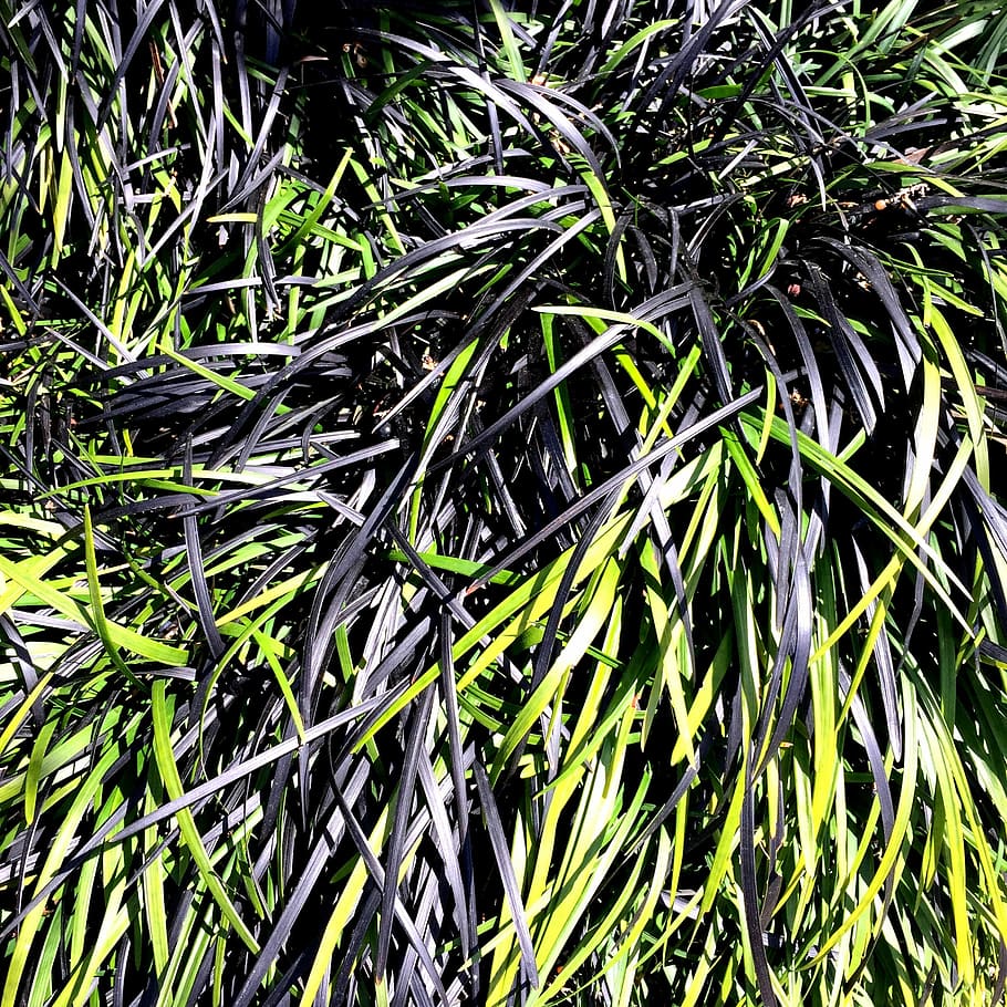 Nature, Green Grass, black, spring, garden, plant, green color HD wallpaper