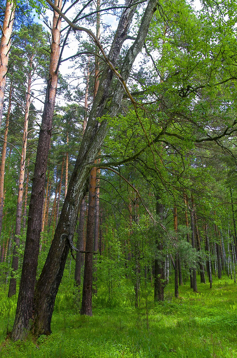 forest, spring, nature, trees, in the forest, greens, stroll HD wallpaper