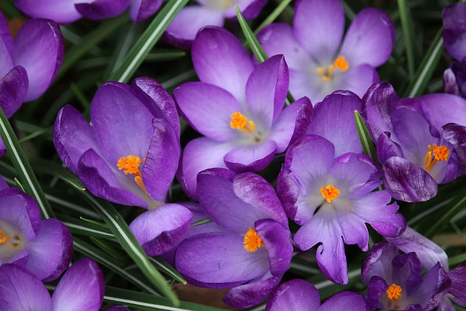 crocus, flower, purple, spring, flowering plant, petal, freshness HD wallpaper