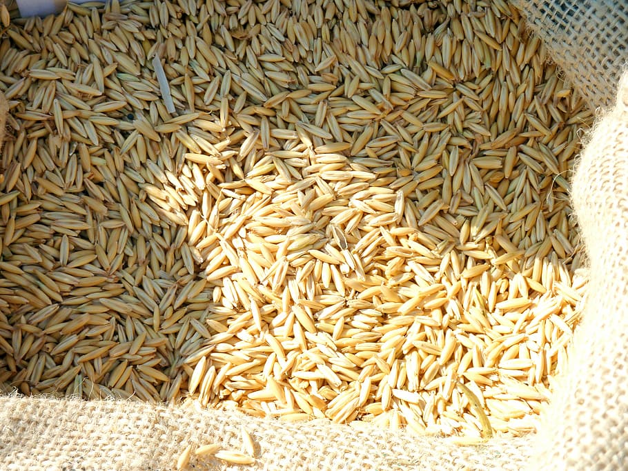 cereals, grain, wheat, spike, plant, spelt, field crops, food HD wallpaper