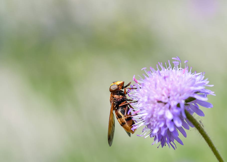 hoverfly, forage, pollen, insect, flower, purple, diptera, macro HD wallpaper