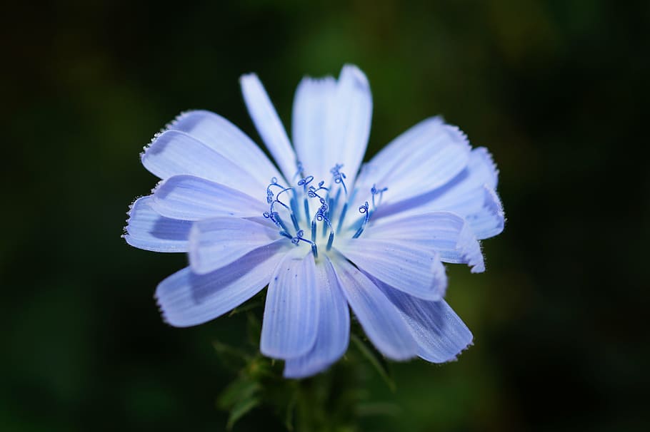 shallow focus photography of purple flower, bloom, blossom HD wallpaper